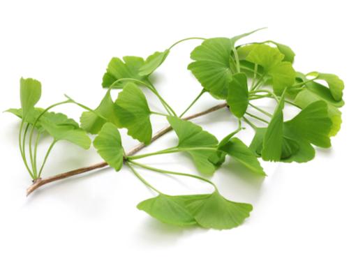 GINKGO BILOBA