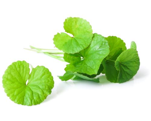 GOTU KOLA