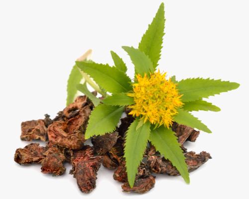 RHODIOLA ROSEA